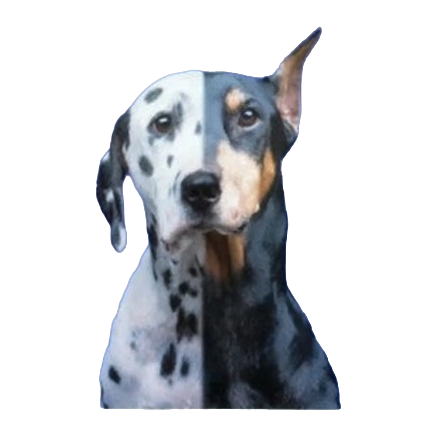 The Mutt Styling Guide by Chrissy Thompson