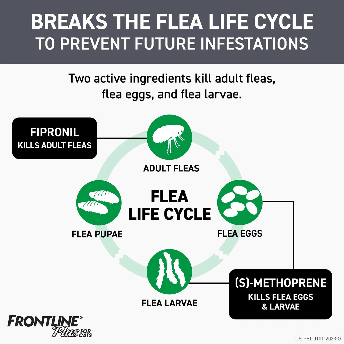 Frontline® Plus for Cats,"Flea life cycle infographic with flea, eggs, larvae, and pupae icons"
