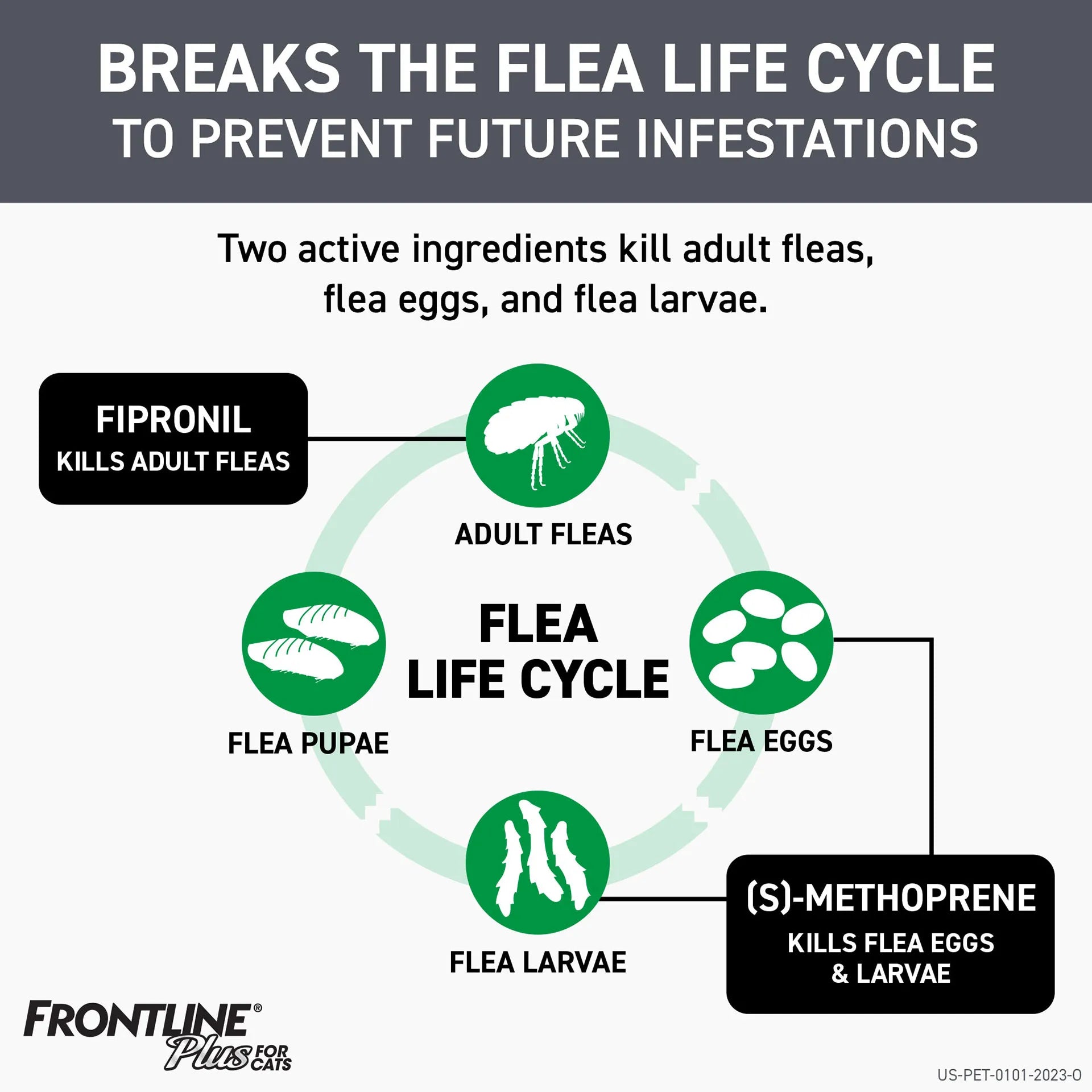Frontline® Plus for Cats,"Flea life cycle infographic with flea, eggs, larvae, and pupae icons"