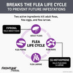 Frontline® Plus for Dogs,"Flea life cycle infographic with eggs, larvae, pupae, and adult fleas"