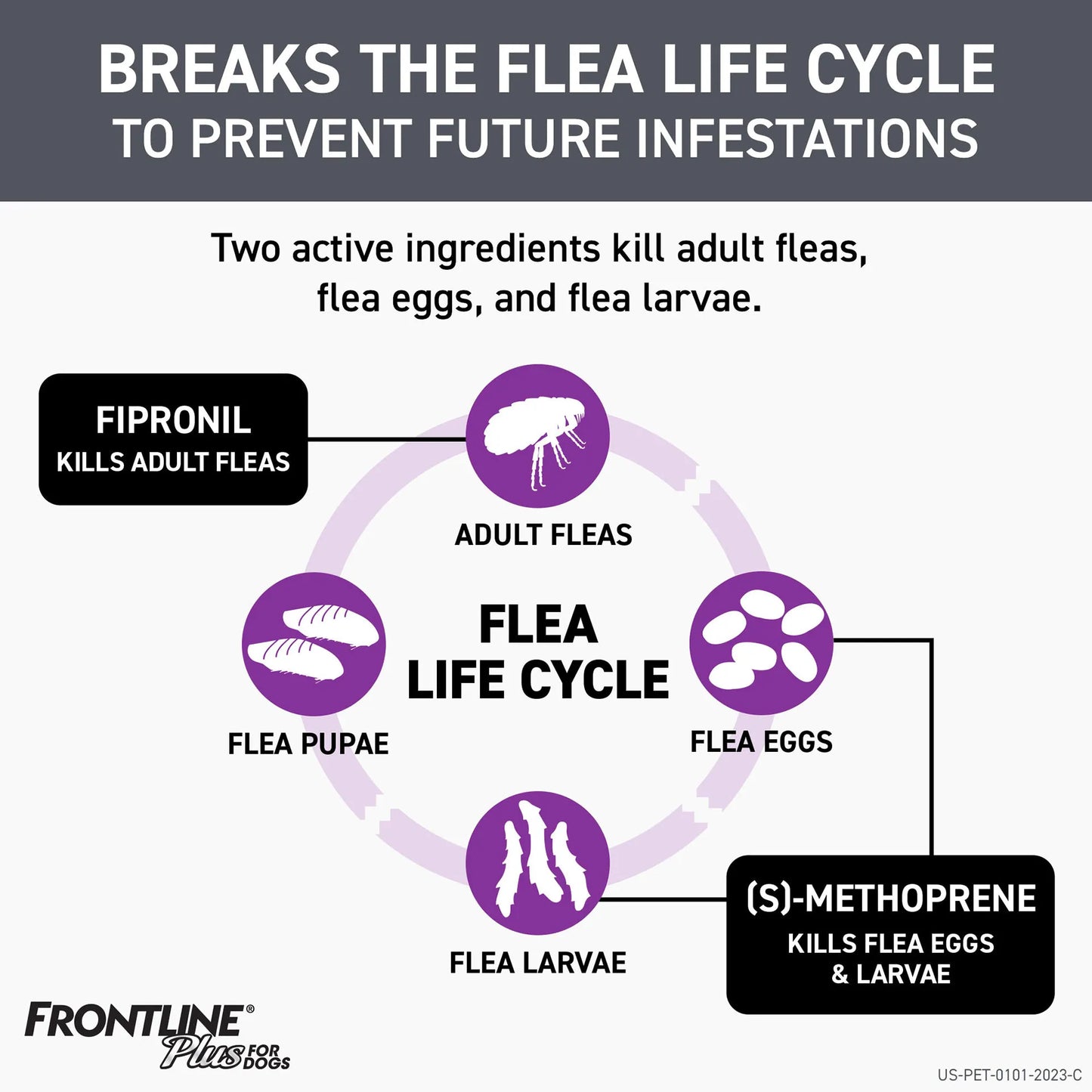 Frontline® Plus for Dogs,"Flea life cycle infographic with eggs, larvae, pupae, and adult fleas"